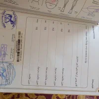 اسب نر دریون|اسب و تجهیزات اسب‌سواری|میاندوآب, |دیوار