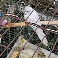 عروس هلندی برای فروش|پرنده|کارون, |دیوار