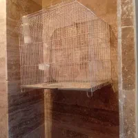 یه جفت مرغ عشق مولد  معاوضه با کفتر|پرنده|قزوین, |دیوار