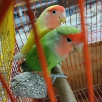 دو عدد طوطی برزیلی صورت هلویی تخم گذار