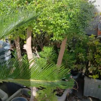 فروش|خدمات باغبانی و درختکاری|تهران, شهرک آتی شهر|دیوار