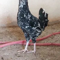 گلین نیمچه و بالغ|حیوانات مزرعه|شهرکرد, |دیوار