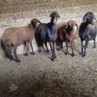 گوسفند کاور شیره داره