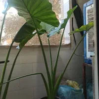 گیاه بابا آدم و نخل مسافر