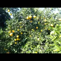 پرتقال تامسون و خونی