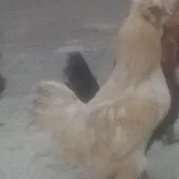 یک عدد خروس