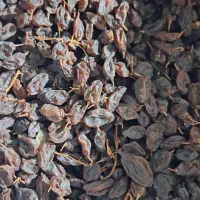 کشمش|خوردنی و آشامیدنی|یزد, |دیوار