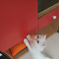 پرشین سوپرفلت ماده