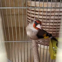 سهره نر مست مست