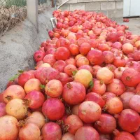اناردرشت سرکله امروز عصر چیده شده
