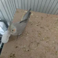 عروس هلندی ماده دوماه