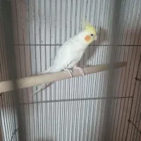 عروس هلندی نر مولد