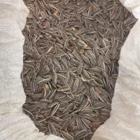 فروش تخمه افتاب گردان