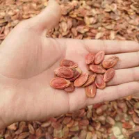 بذرهندوانه دیم