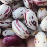 فروش لوبیا چیتی|خوردنی و آشامیدنی|سپیدار, |دیوار