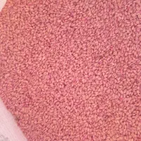 بذر گندم آبی|گل و گیاه طبیعی|شازند, |دیوار