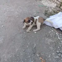 سگ نگهبان