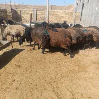 میش سیاه سام|حیوانات مزرعه|بشاریات, |دیوار