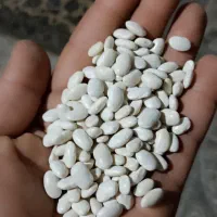 لوبیا سفید