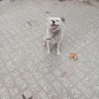 سگ پا کوتاه نر