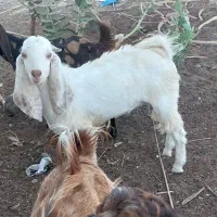 فروش نربز گلابی ۱۰ ماهه