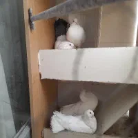 کبوتر دم چتری