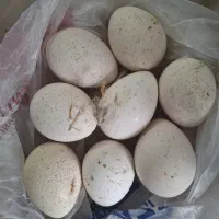 تخم بوقلمون نطفه دار محلی