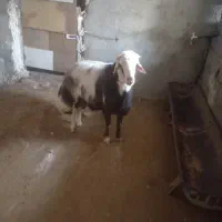 قوچ پلنگی|حیوانات مزرعه|چناران, |دیوار