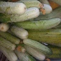خیار محلی قیمت مناسب