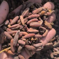 تفاله و هسته خرما