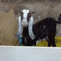 بز اصل پاکستانی ۴۵روزه ابستن