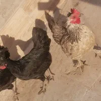 تخم|حیوانات مزرعه|قم, ولیعصر|دیوار