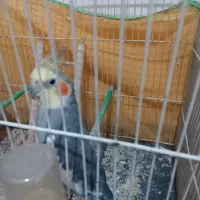 عروس هلندی سخنگو