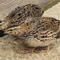 بلدرچین ماده جوان تخمگذار