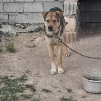 سگ نگهبان