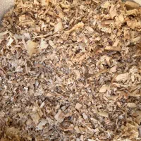 پوشال چوب روسی