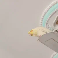 فروش عروس هلندی سخنگو