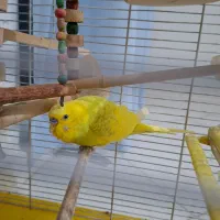 مرغ عشق نر بالغ|پرنده|محمدشهر, شهرک پیام (مهرالبرز)|دیوار