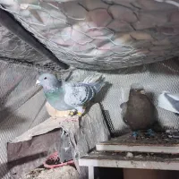 کبوتر رنگی پلاکی|پرنده|داراب, |دیوار