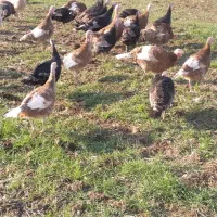 فروش گلە مادری بوقلمون