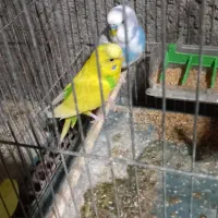 مرغ عشق جفت