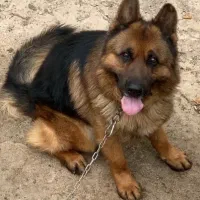 ژرمن نر شجره دار