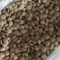عدس تمیز