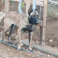 سگ مالینویز|سگ|ساوه, |دیوار