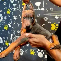 سگ دوبرمن تیپ اروپایی کیفیت در حد وارداتی|سگ|تهران, الهیه|دیوار