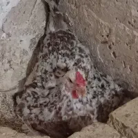 مرغ گلین کرچ/تخم نطفه دار/مرغ بلک استار