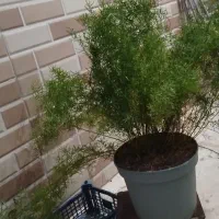 تعدادی گل برای فروش