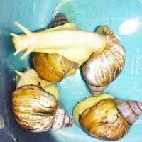 فروش حلزون زنده