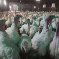 بوقلمون بیوتی پروار|حیوانات مزرعه|مشهد, الهیه|دیوار