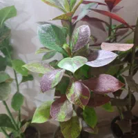 گل اپارتمان